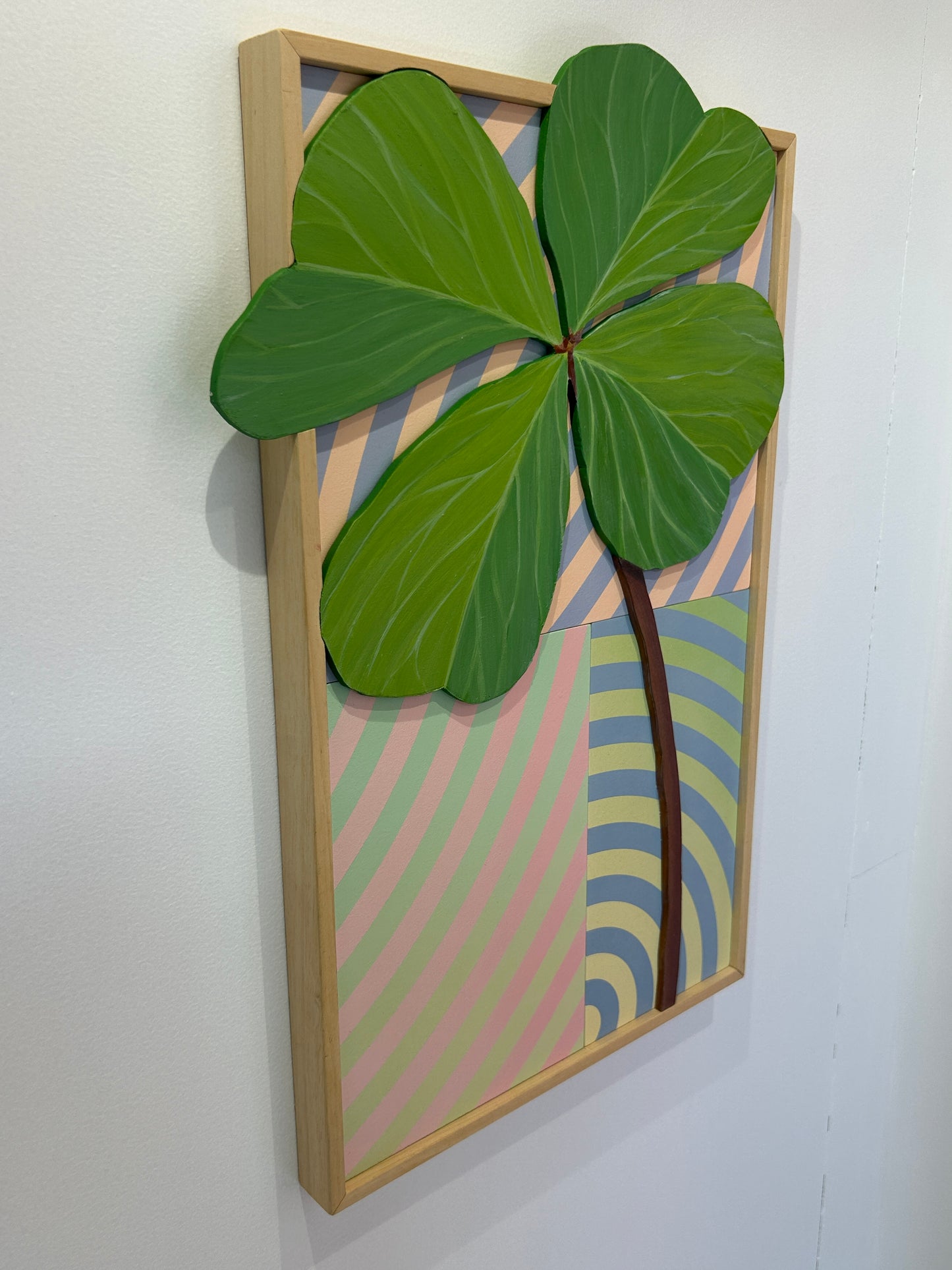 Oxalis