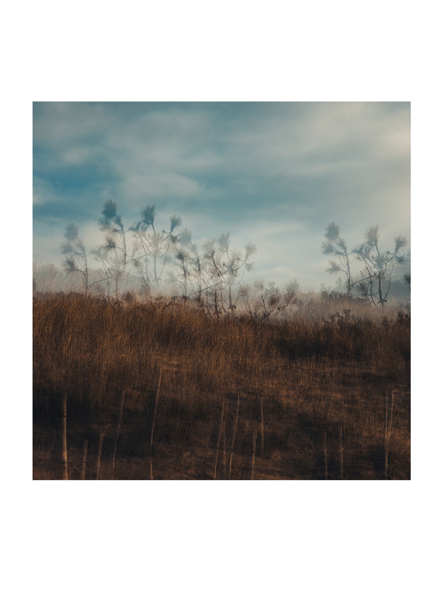 Variation sur les Dunes 2