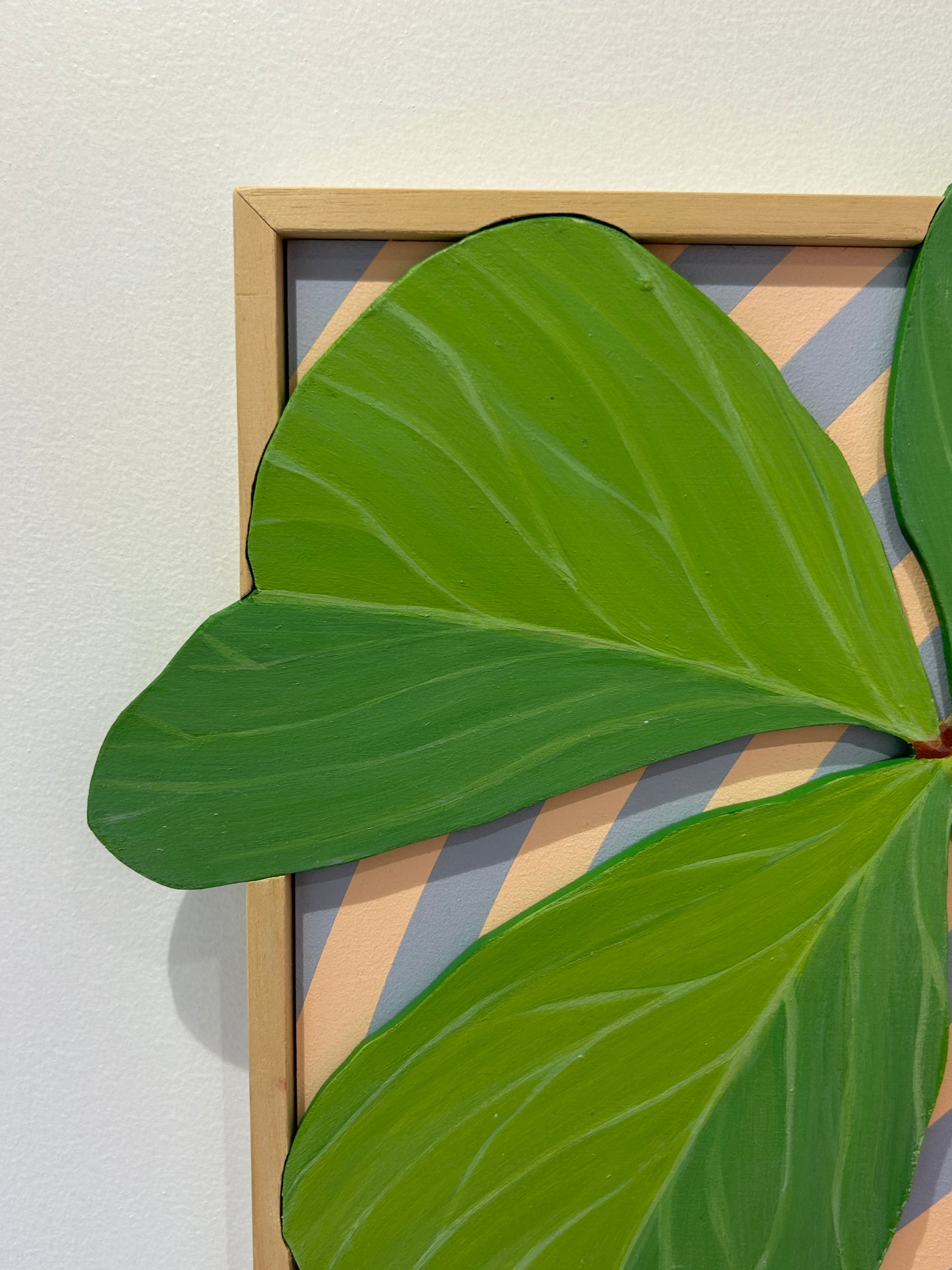 Oxalis