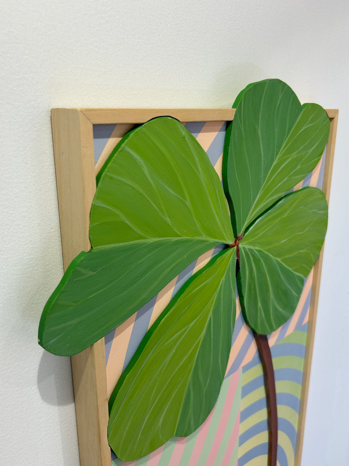 Oxalis