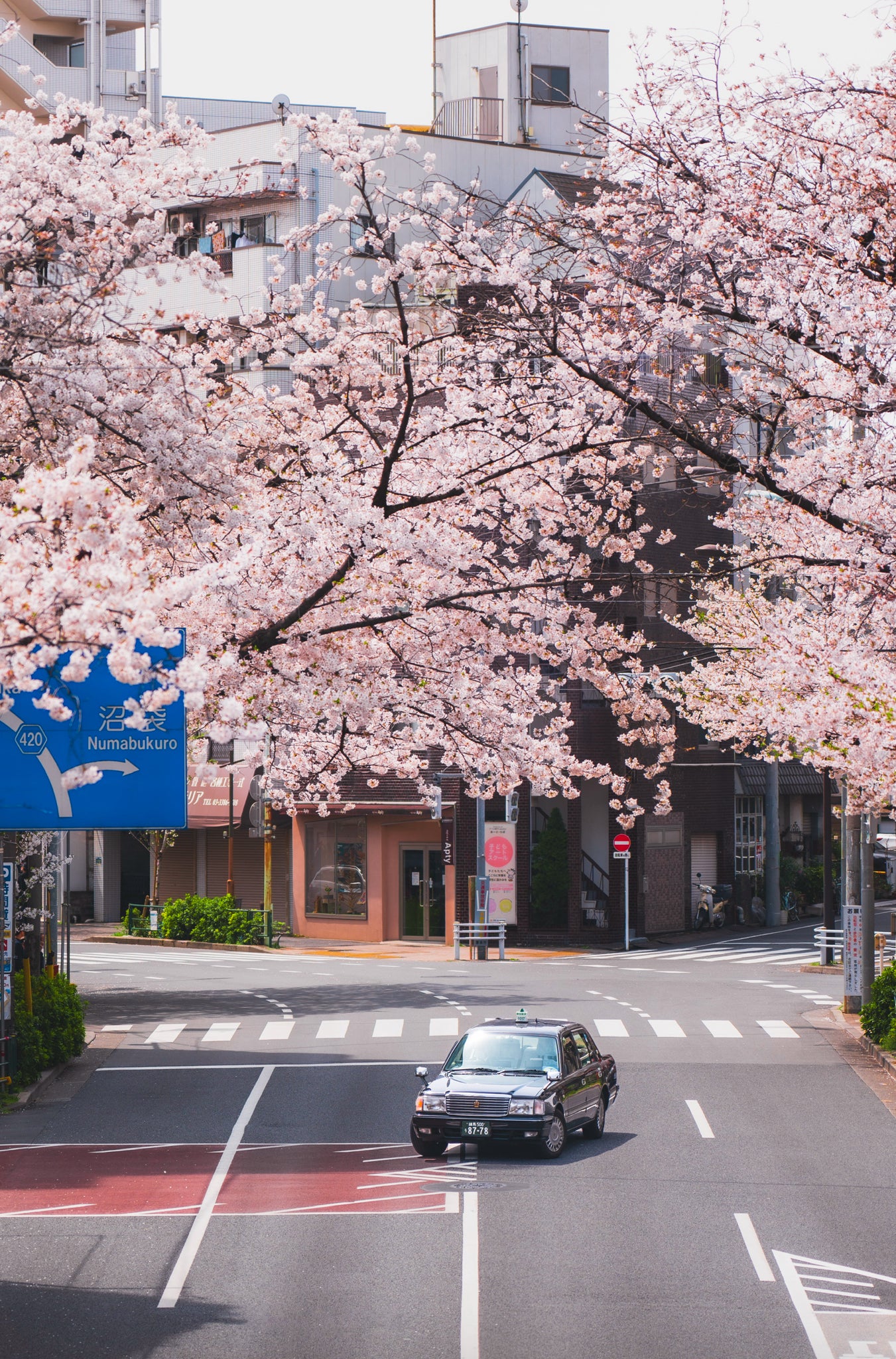 Sakura