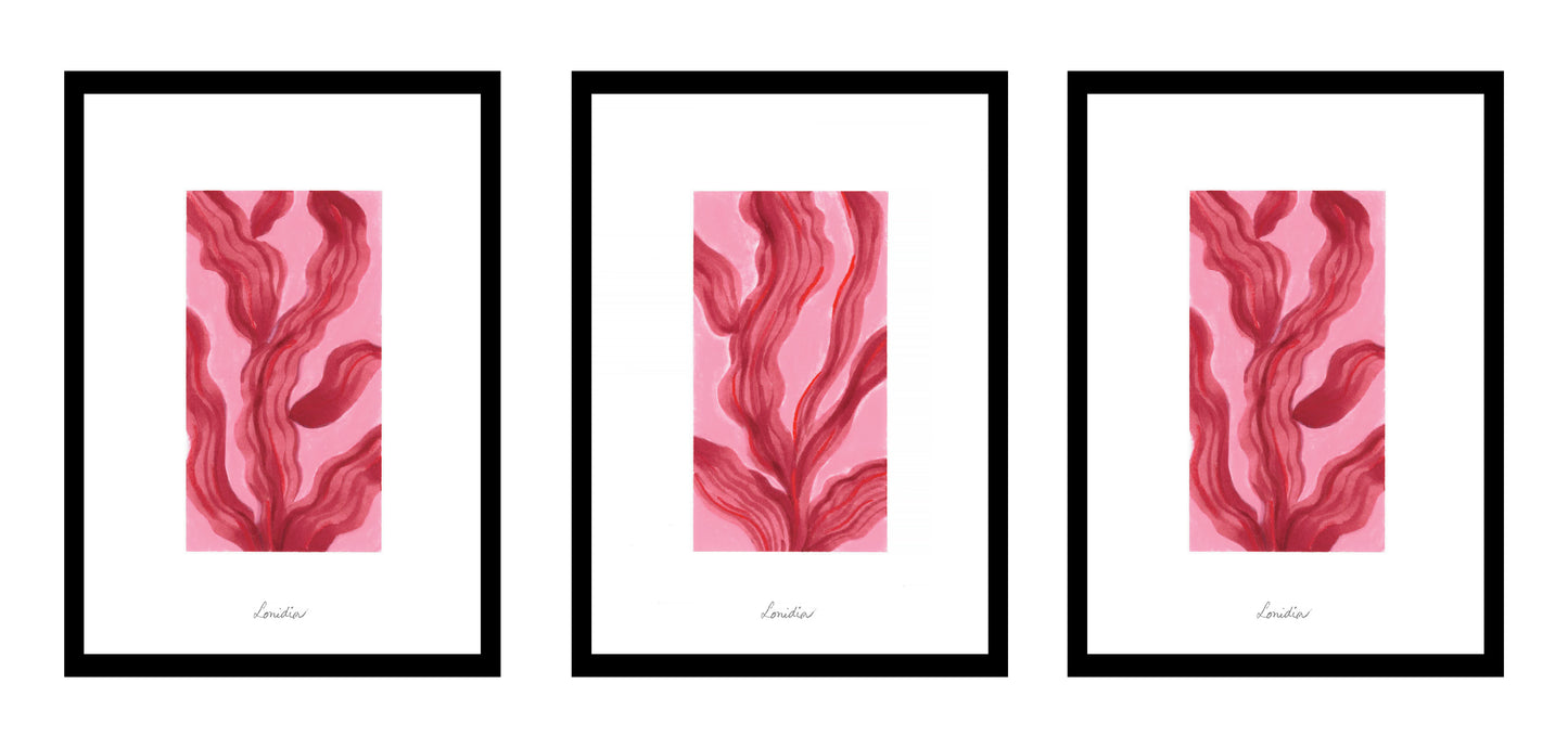 Algues rouges