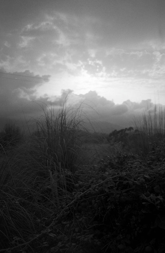 Cette photographie de paysage en noir et blanc représente au premier plan des plantes hautes sur un terrain en friche et en arrière plan des montagnes. Le ciel est nuageux ce qui donne des différences de teinte à cette photo prise par l’artiste Alice Sevilla.