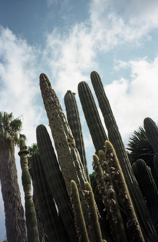 Photographie de cactus faites par l’artiste Alice Sevilla à tavernes en Espagne. Ce sont de grands cactus fins. La photo est prise en contre plongée ce qui donne une impression de hauteur encore plus importante.