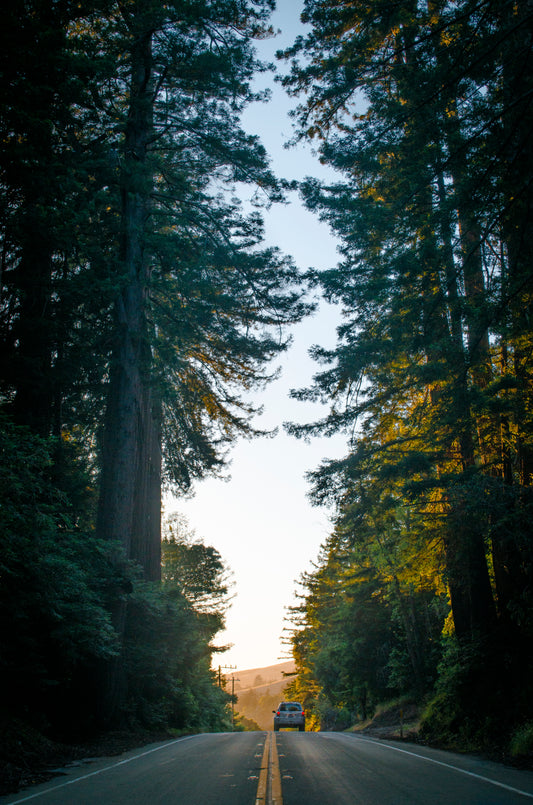 Cette photographie prise en Californie aux États-Unis par Yorick Serriere montre un paysage de route. La photo est prise en fôret, de haut arbres bordent la route. Il y a une voiture blanche au milieu de la photo.